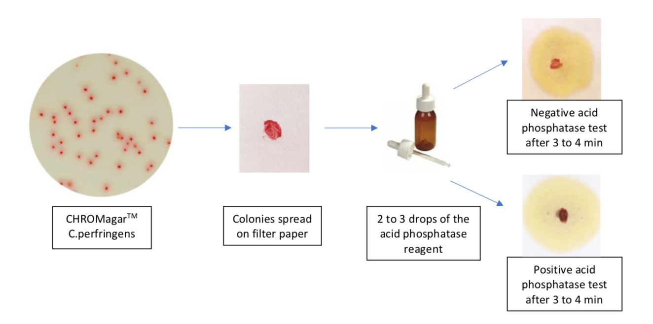 clostridium perfringens in food