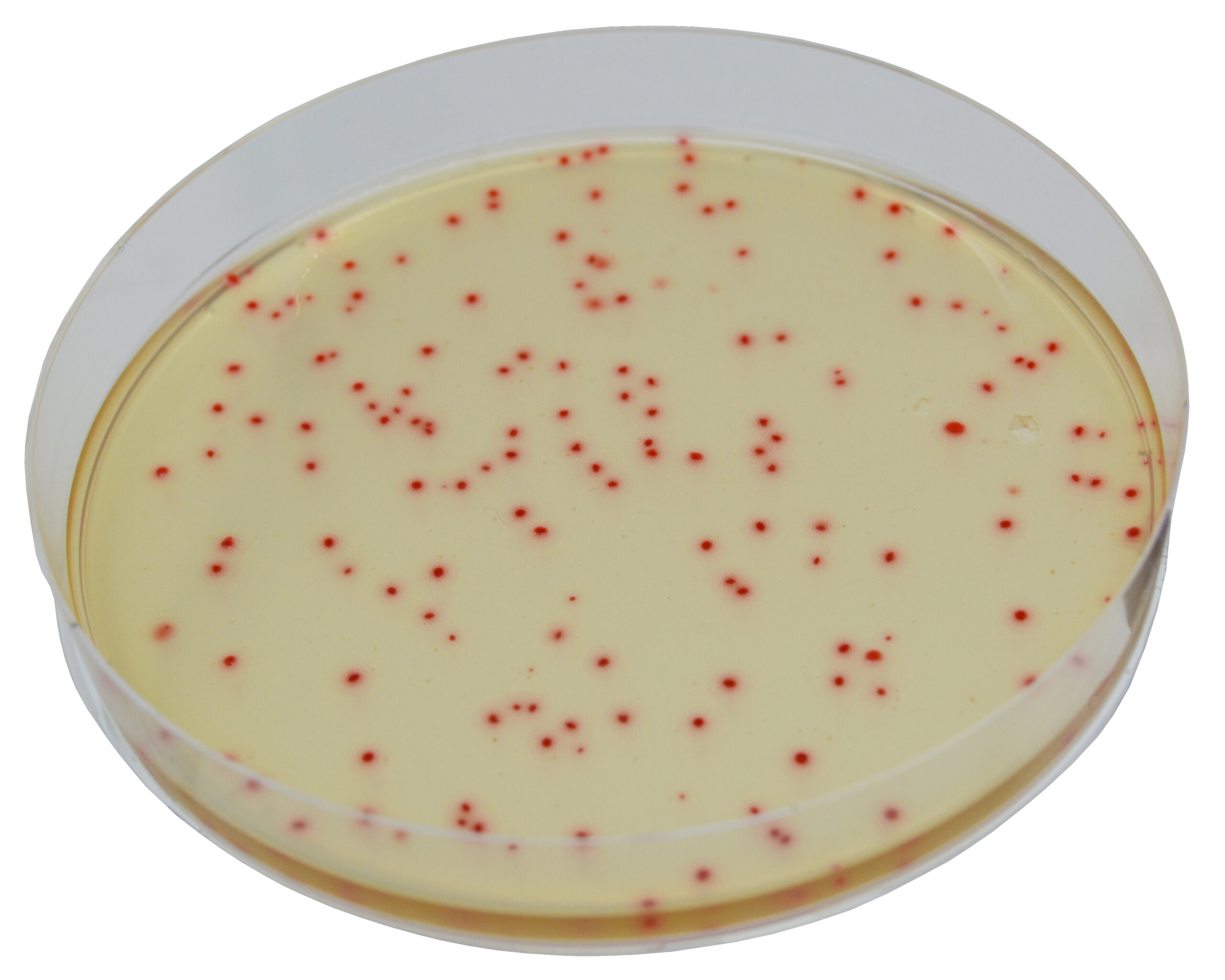 clostridium perfringens in food