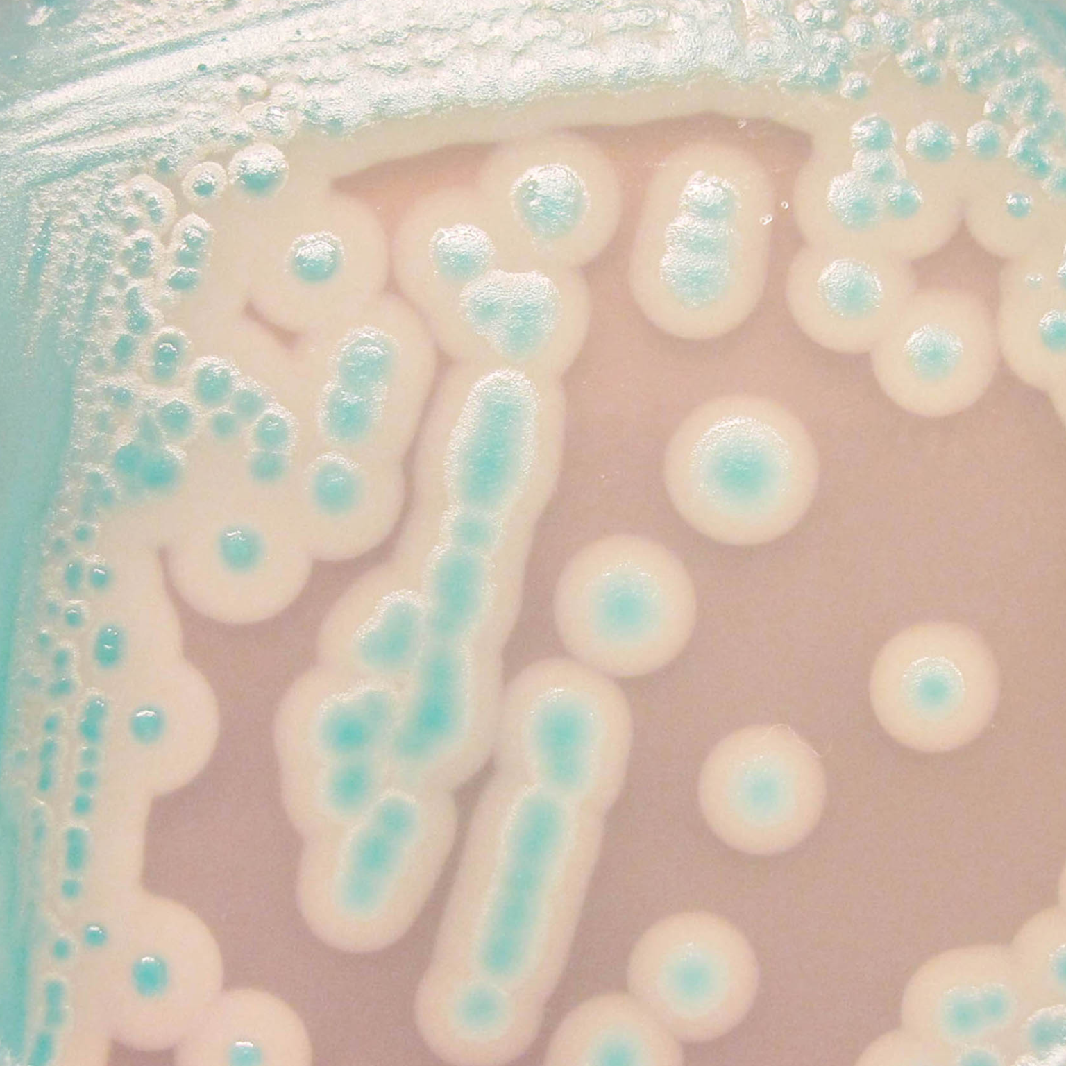 CHROMagar™ B. cereus - Chromagar