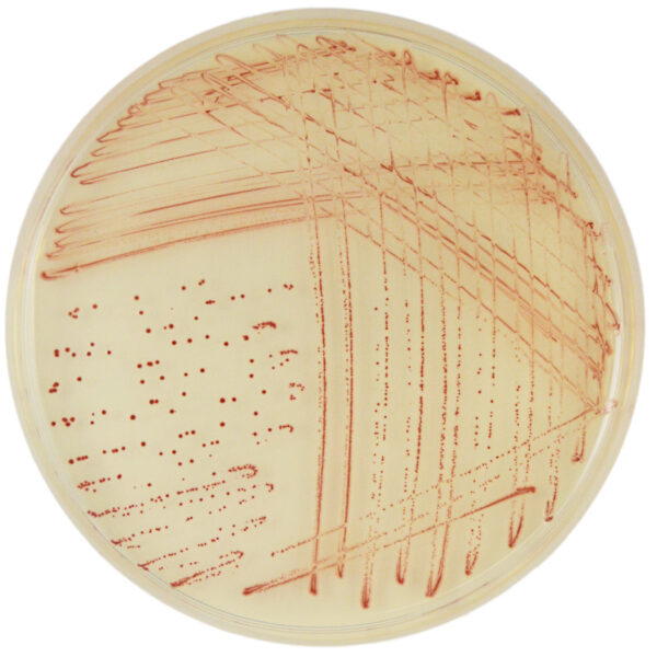 CHROMagar Campylobacter