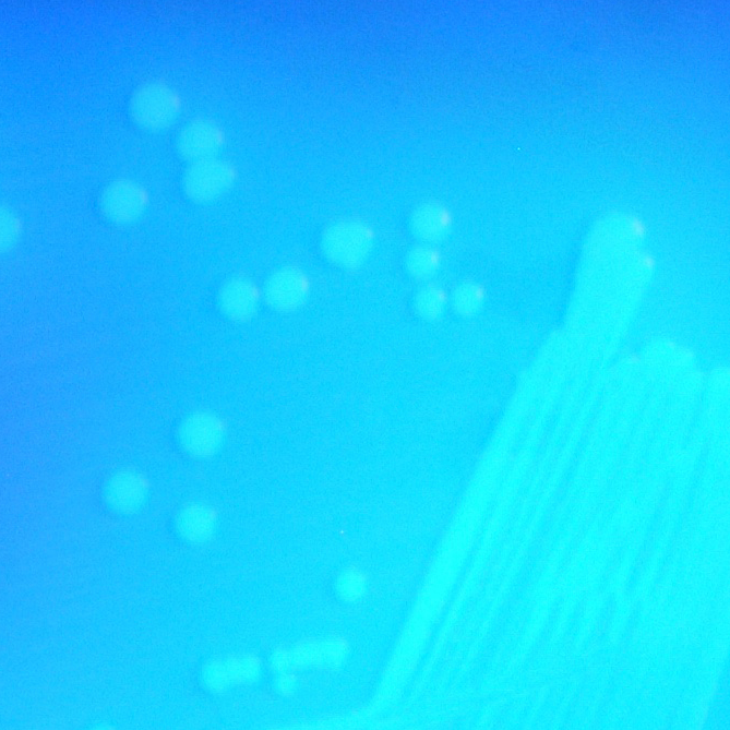 CHROMagar C.difficile bacteria CHROMagar C.difficile bacteria