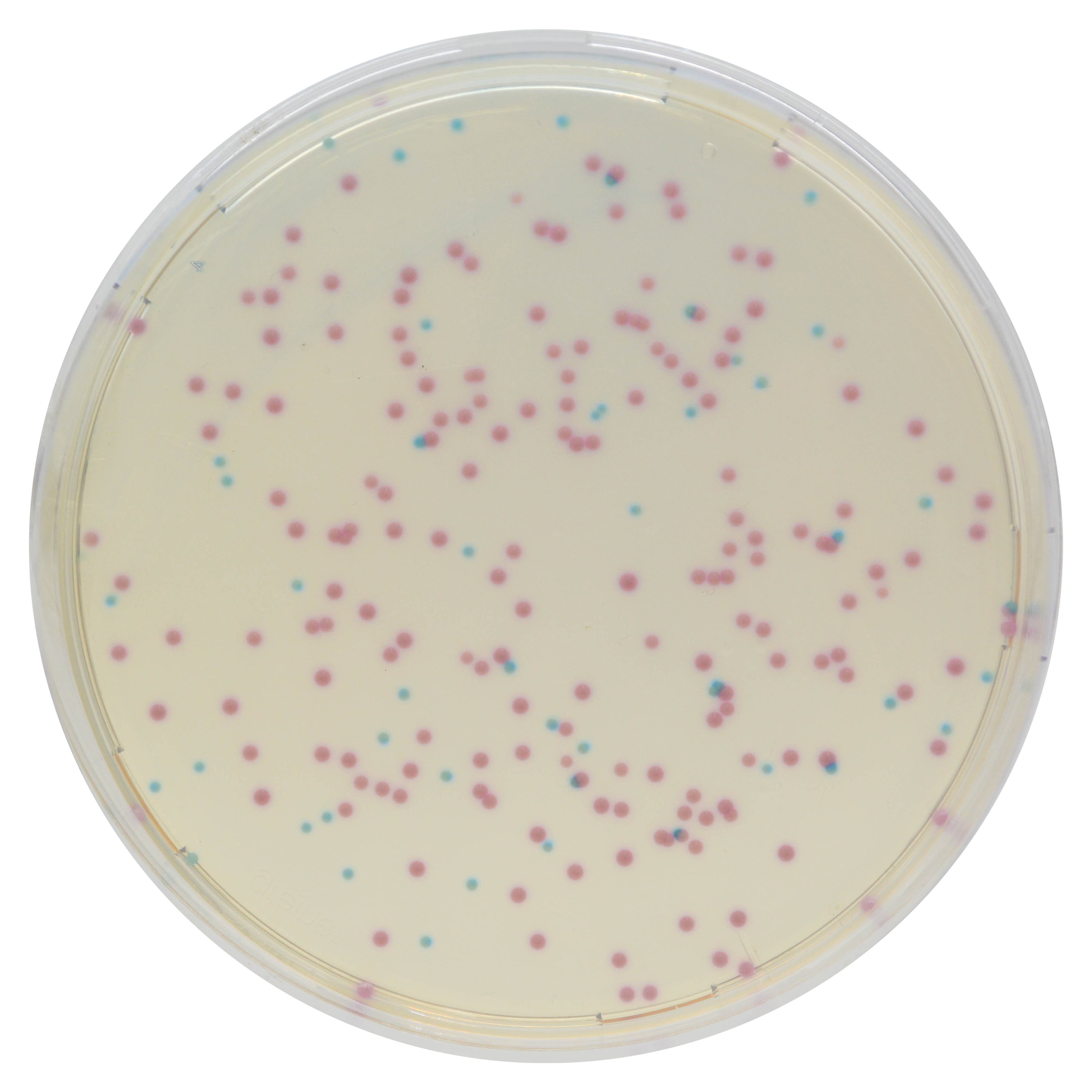 Staphylococcus Aureus - Stepwards