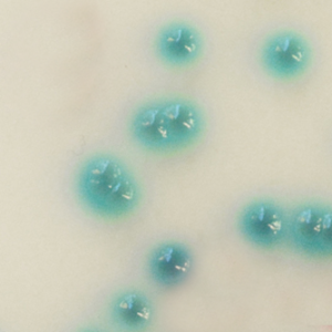CHROMagar Pseudomonas CHROMagar Pseudomonas