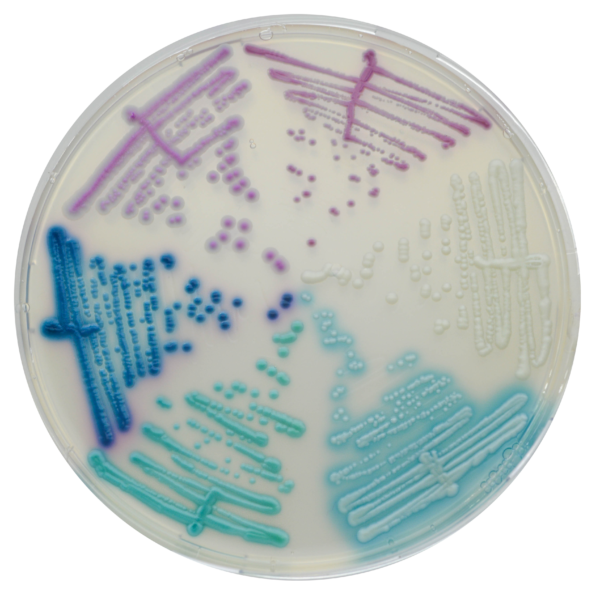 CHROMagar Candida Plus