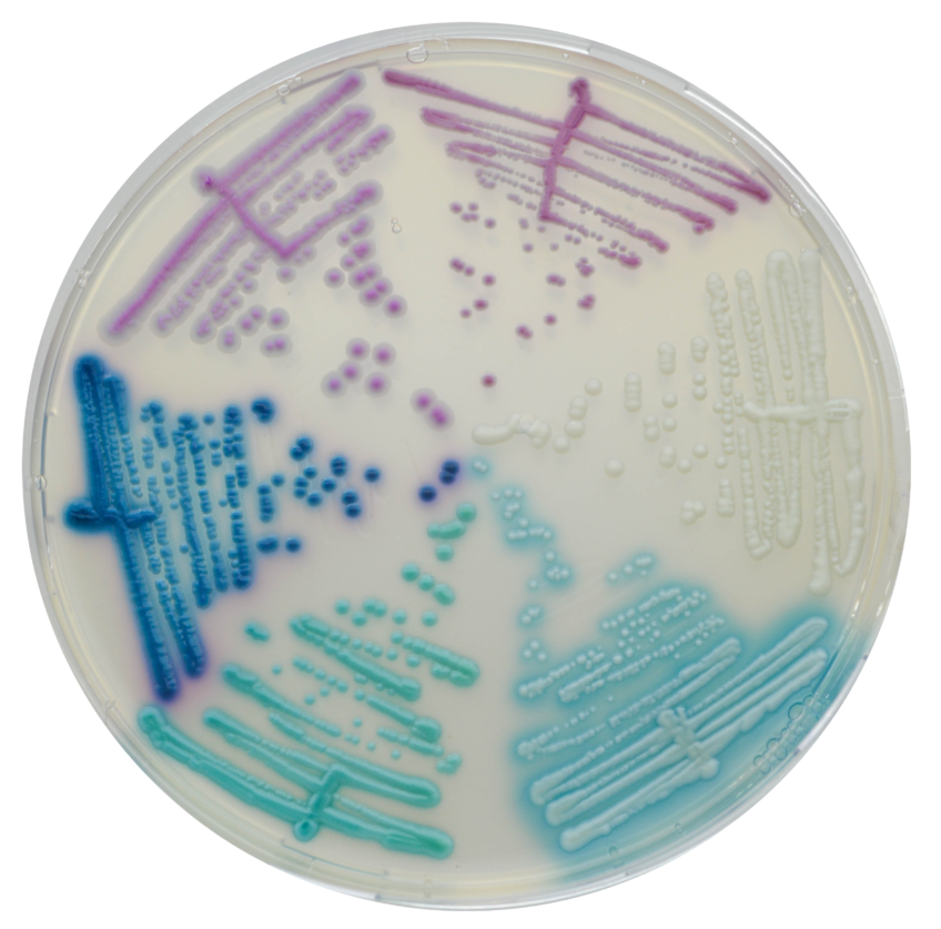CHROMagar™ Candida Plus – Chromagar
