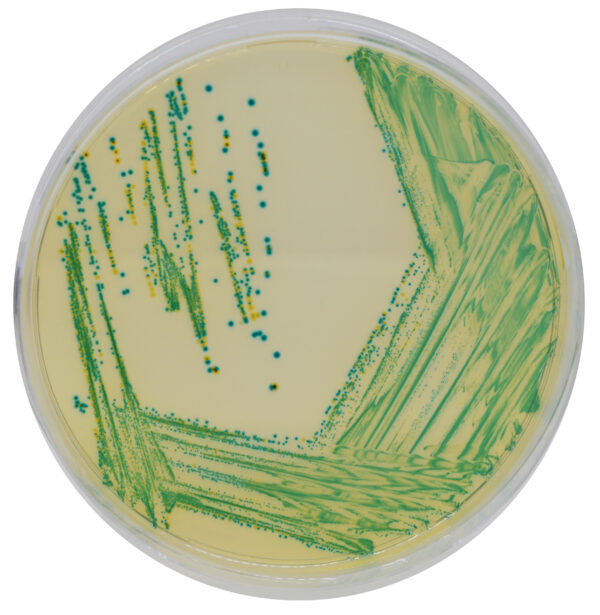 CHROMagar Cronobacter