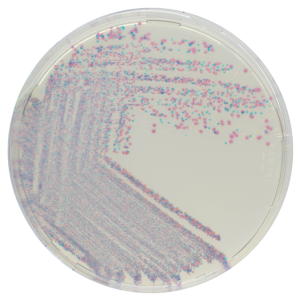 CHROMagar Staphylococcus