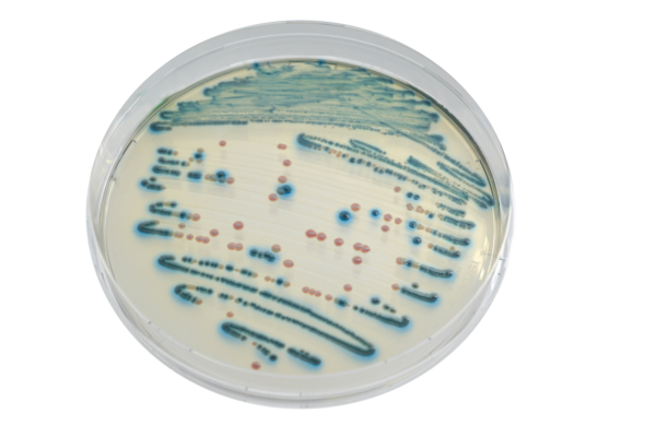 CHROMagar Enterobacteria