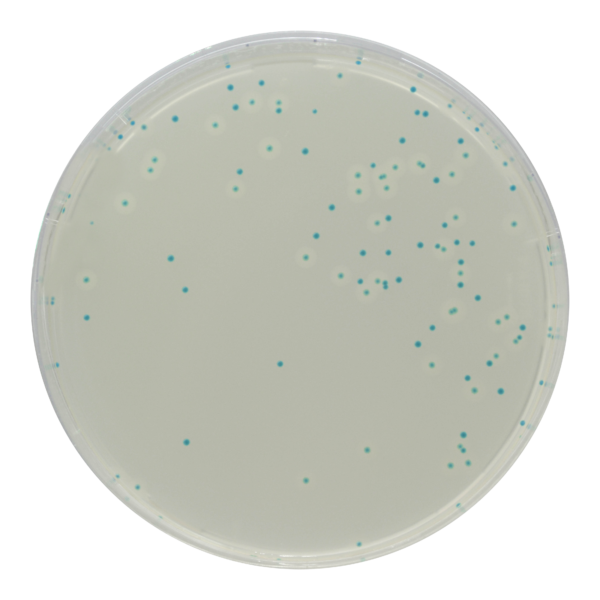 CHROMagar Listeria