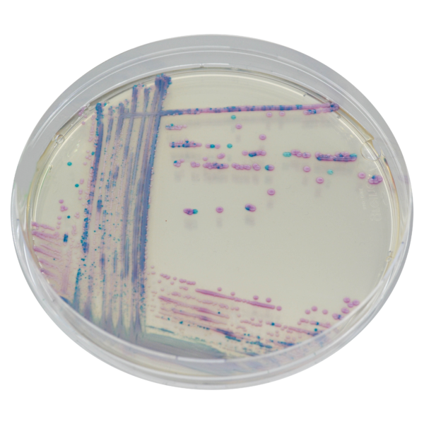 CHROMagar Staph aureus