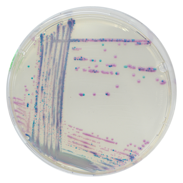 CHROMagar Staph aureus