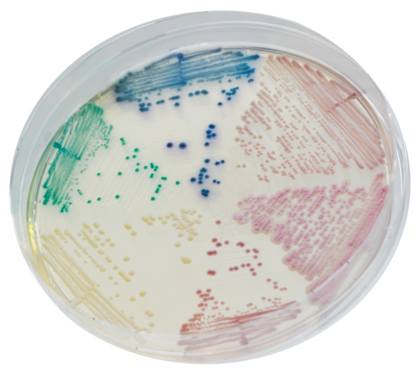 CHROMagar Candida