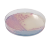 CHROMagar Salmonella