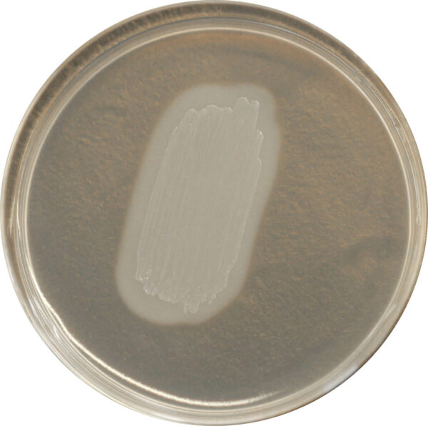 CHROMagar Identification Listeria