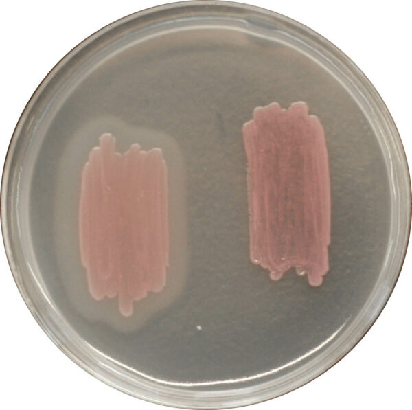 CHROMagar Identification Listeria