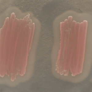 CHROMagar Identification Listeria