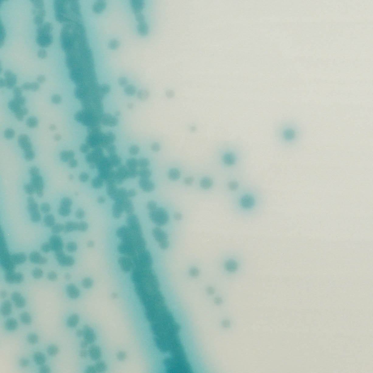 CHROMagar Candida plus cauris CHROMagar Candida plus cauris