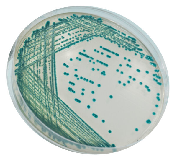 CHROMagar Serratia