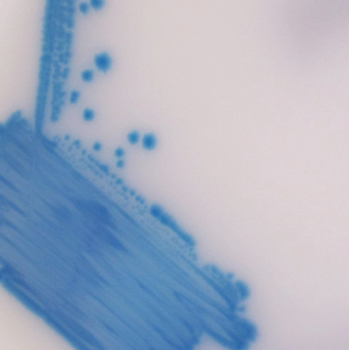 coliforms