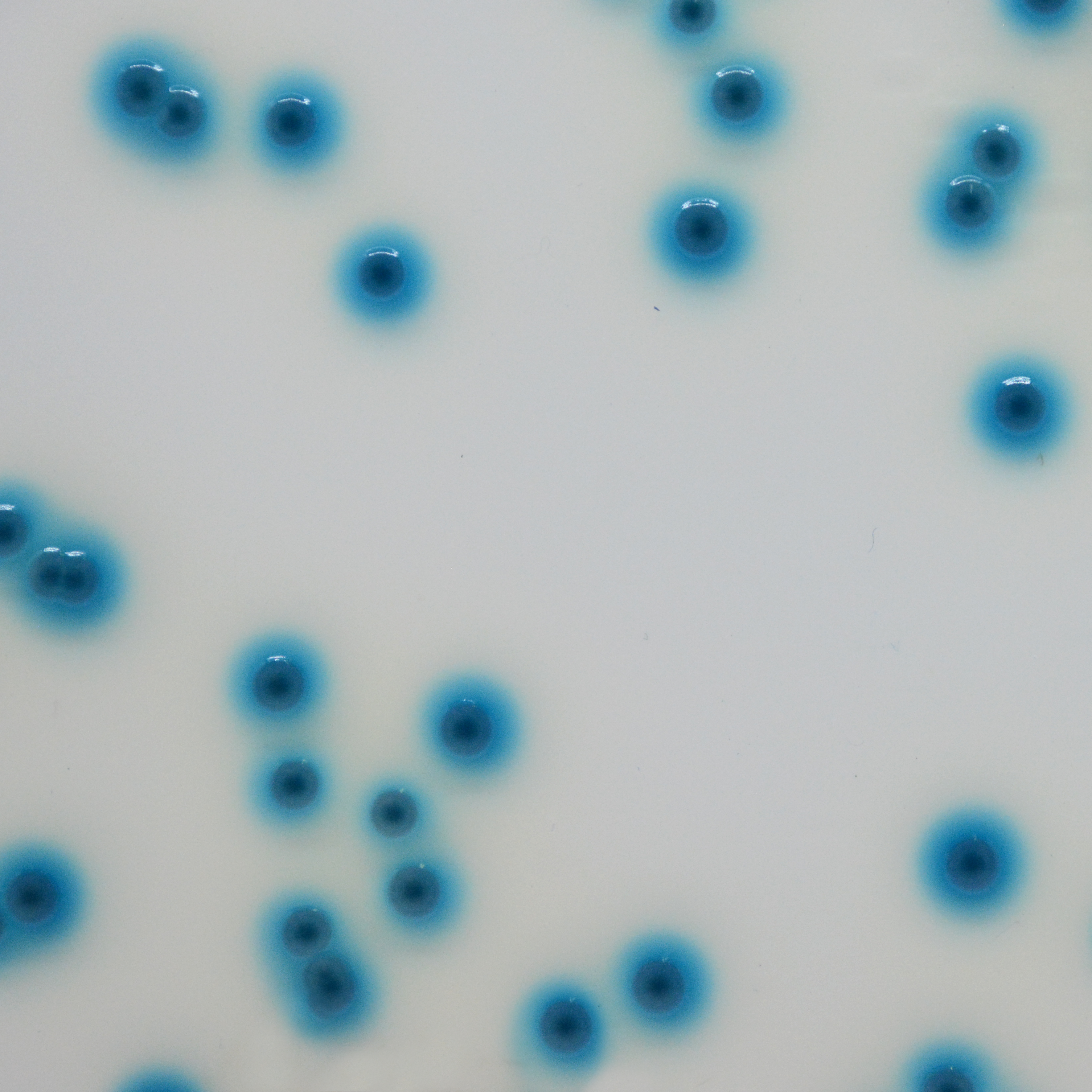 CHROMagar Enterobacteria CHROMagar Enterobacteria