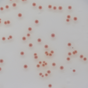 CHROMagar Enterobacteria CHROMagar Enterobacteria