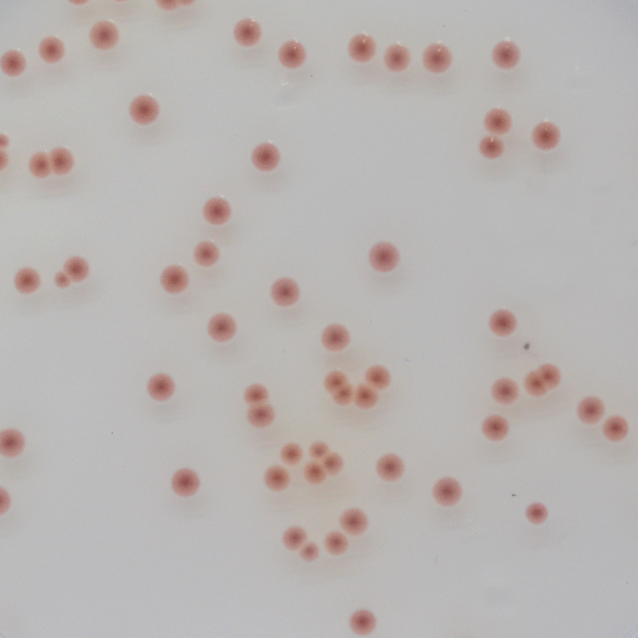 CHROMagar Enterobacteria CHROMagar Enterobacteria
