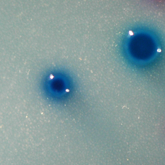 C3GR klebsiella C3GR klebsiella