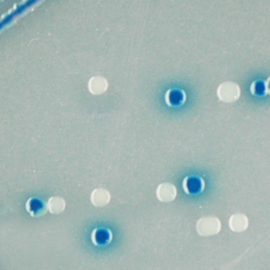 CHROMagar O157