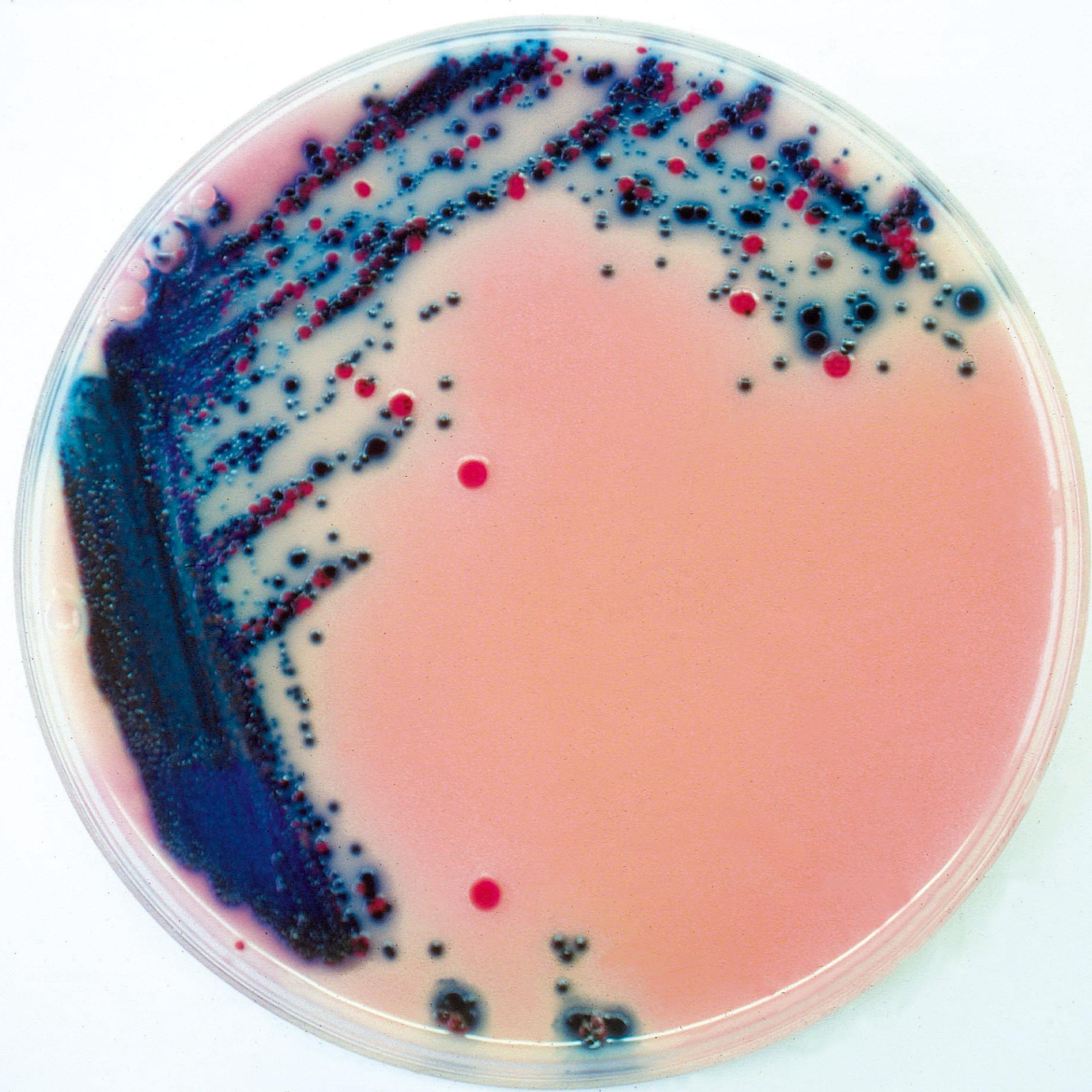 Rambach™ Agar - Chromagar