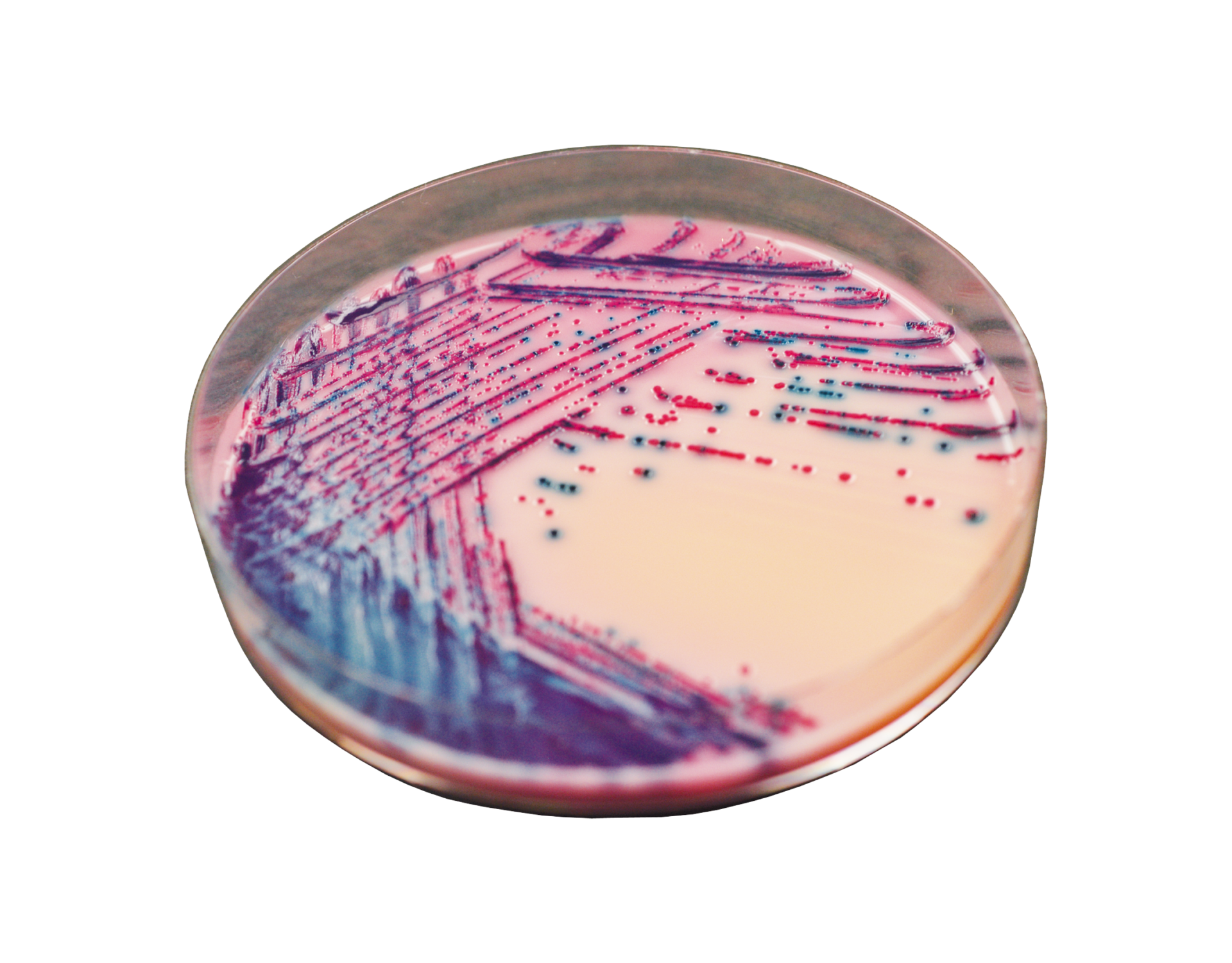 Rambach™ Agar - Chromagar
