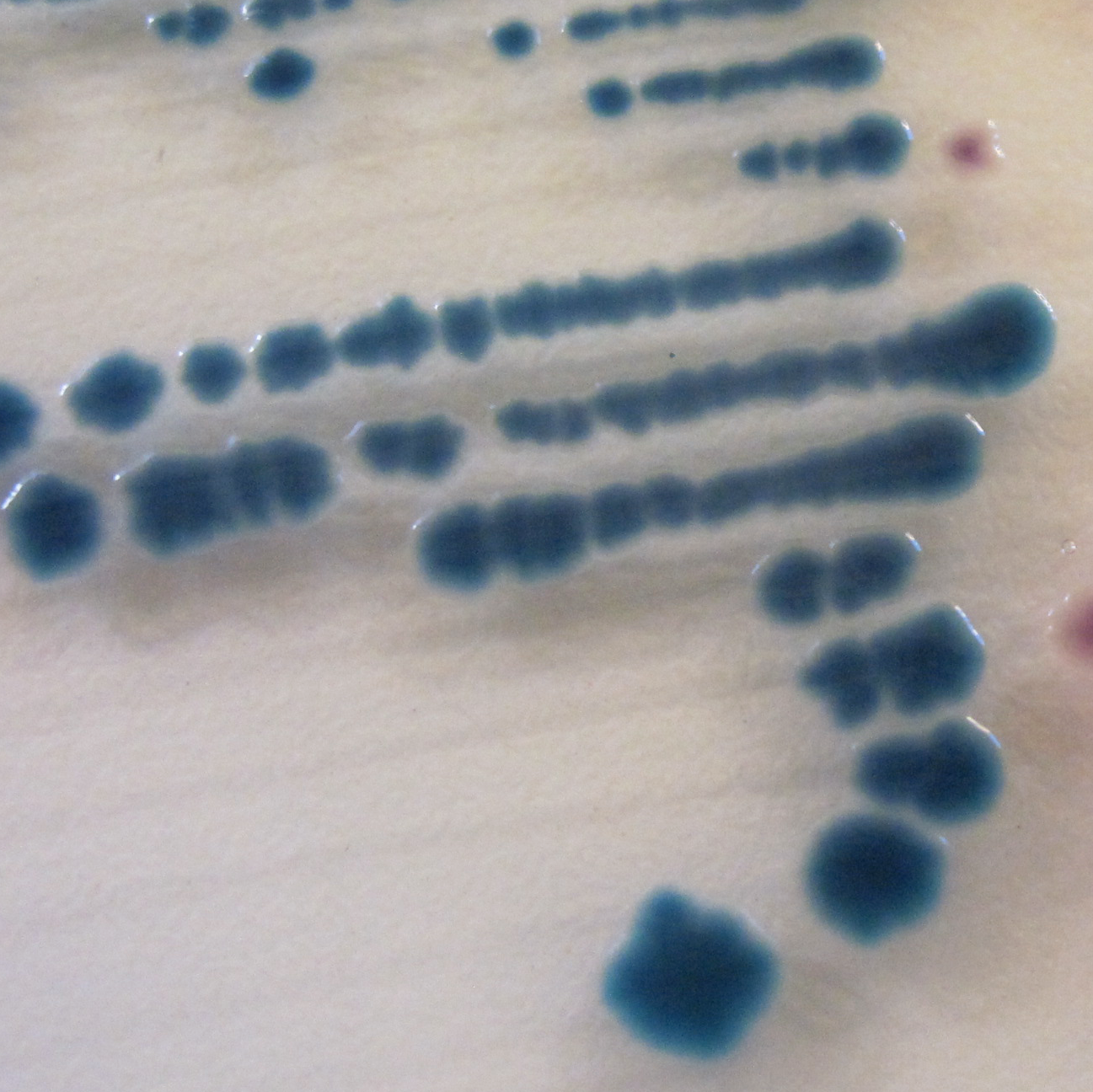 nonpathogen