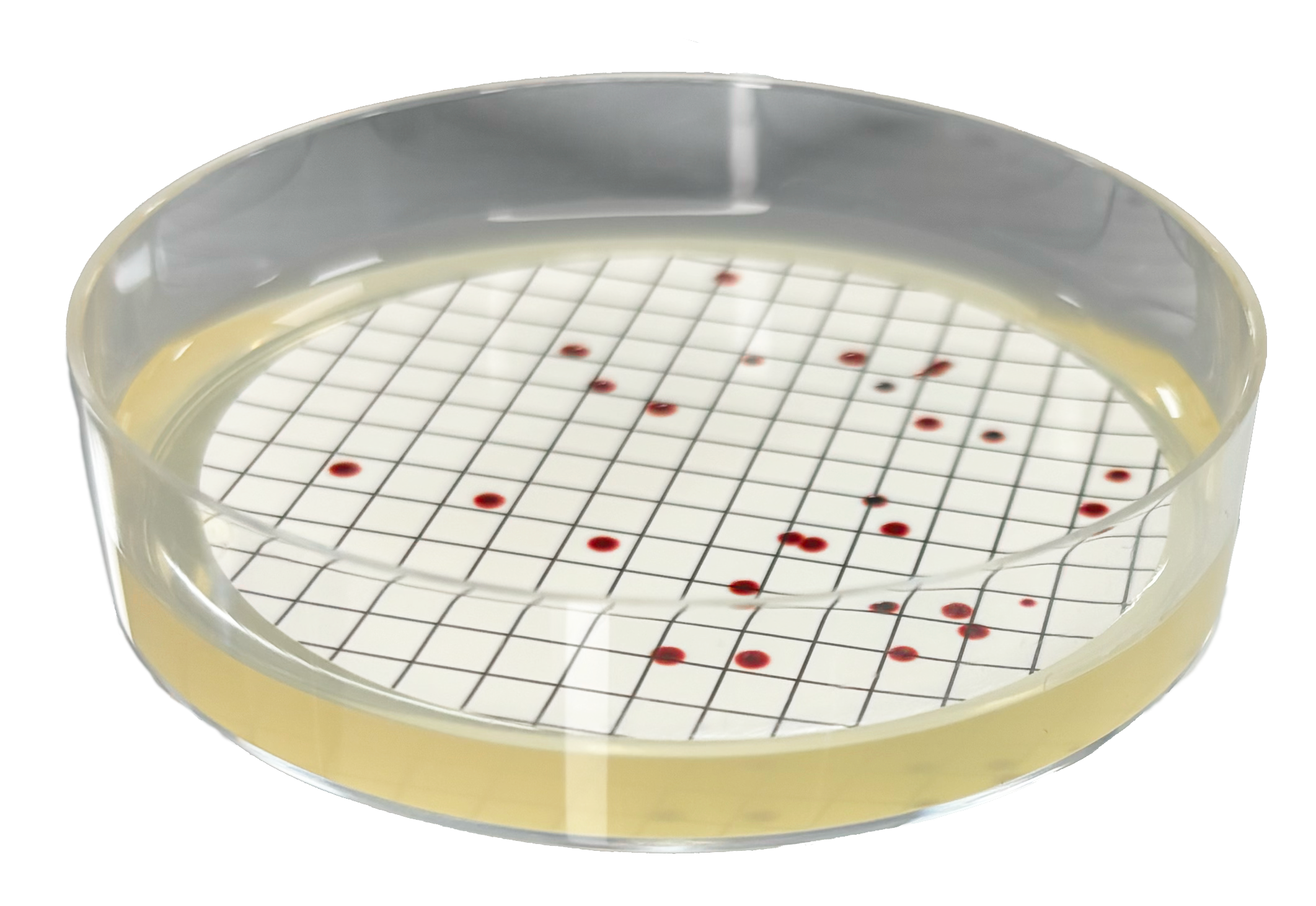 CHROMagar Paeruginosa chromogenic culture medium
