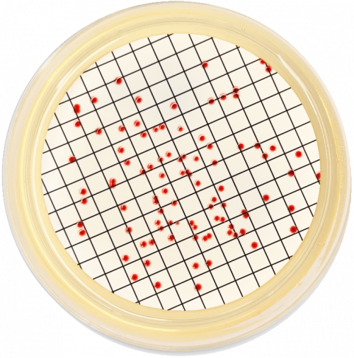 PETRI-Paeruginosa