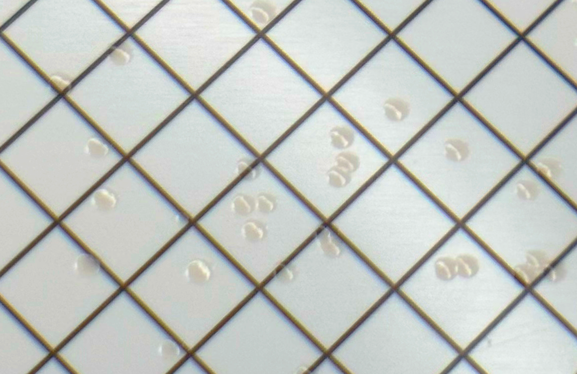 Pseudomonas spp