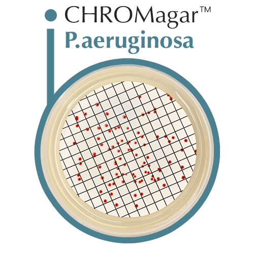 CHROMagar.com-Paeruginosa-POST-IMAGE-2